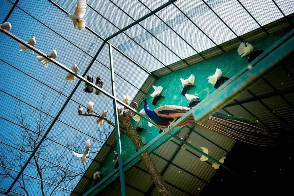 Plai  Casa Davidヴィラ エクステリア 写真